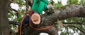 Professional tree trimming service Anaheim CA
